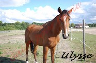 ULYSSE - TF né en 2008 - adopté en août 2011 par agozillon Ulysse11