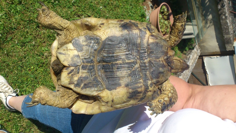 merci d'identifier cette tortue !  Dsc_0012