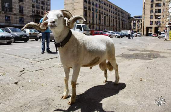 Les Perles du Bon coin Mouton10