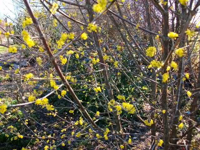 2012 - Cornus mas 15_mar19