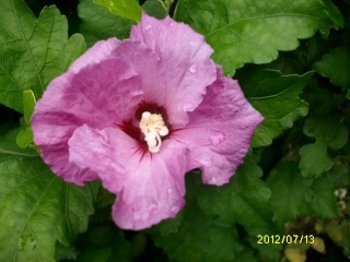 Hibiscus Syriacus - Page 3 1er_hi10