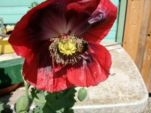 Papaver.........repiquage !!! 2juin_27