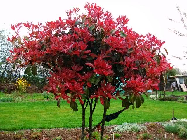 Photinia !!! - Page 2 3avril22