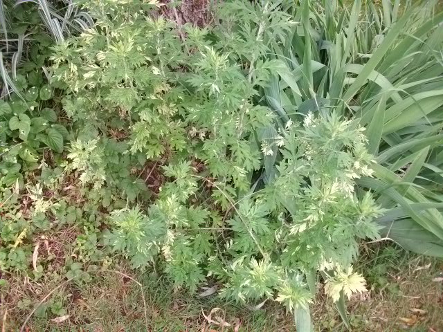 Artemisia absinthium !!! 6juin-28