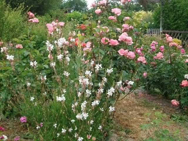 les roses d'ANcolie 6juin-31