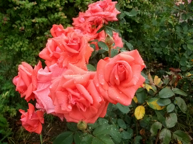 les roses d'ANcolie Aout_020