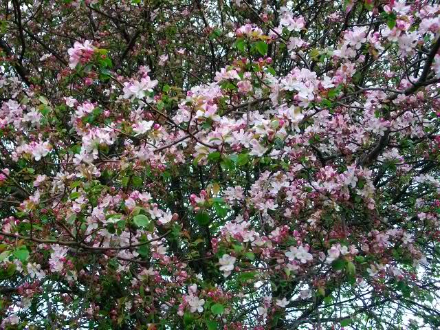 Pommier d'ornement à fleurs roses (Malus ) Avril_74