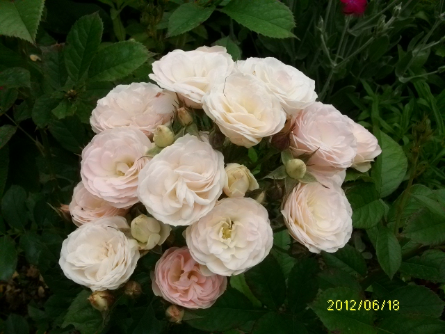 Roses de nos jardins - Page 20 Bouque14
