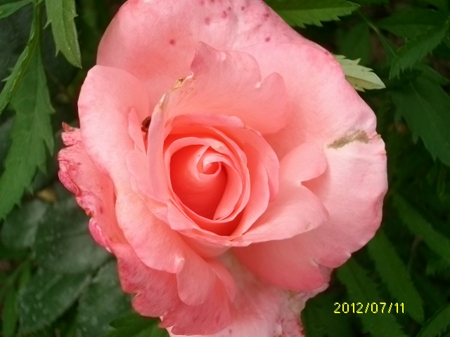 les roses d'ANcolie D-de-p11