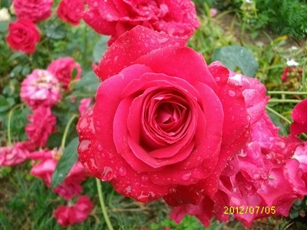 les roses d'ANcolie Dame_d12