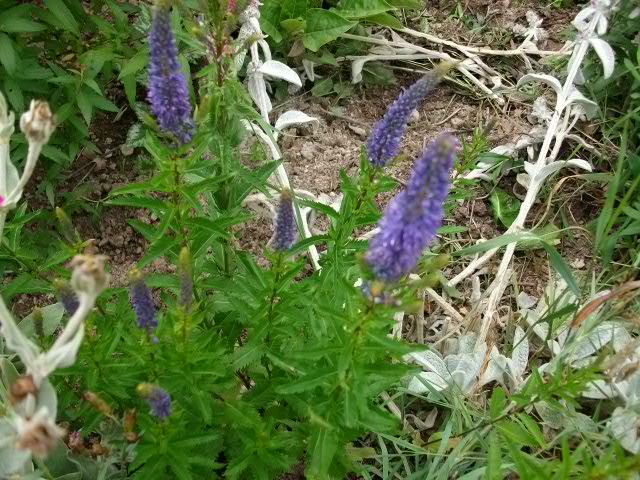 Veronica austriaca teucrium Debut_11