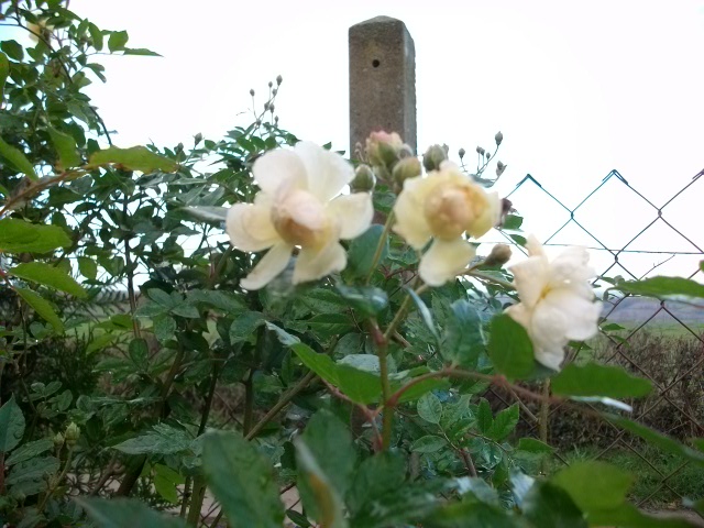 Les roses de nos jardins! Decemb25