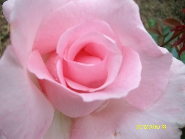 les roses d'ANcolie Gd_sie10