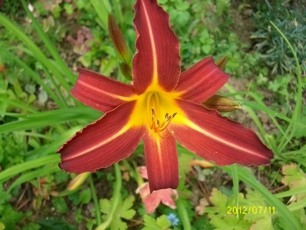 Hemerocallis..... saison  2012 !!! - Page 10 Juill101