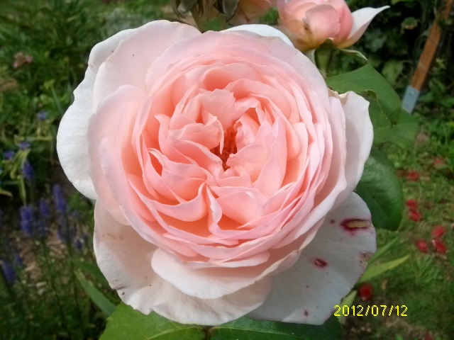 les roses d'ANcolie Juill111