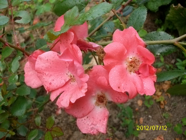 les roses d'ANcolie Juill114