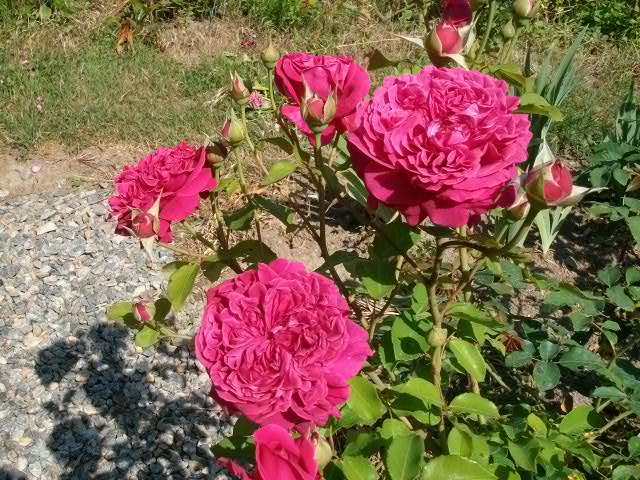 les roses d'ANcolie Juill119