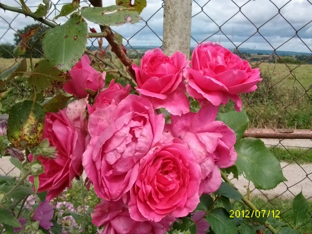 les roses d'ANcolie Juill120