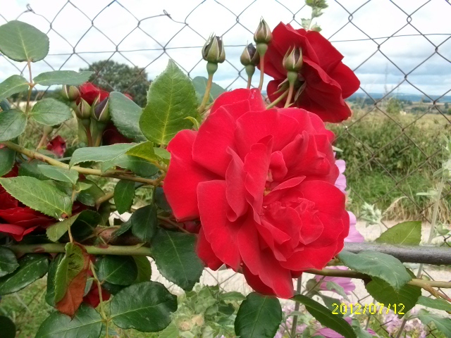 les roses d'ANcolie Juill121