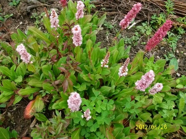 Persicaria amplexicaulis atrosanguinea !!!  Juin2012