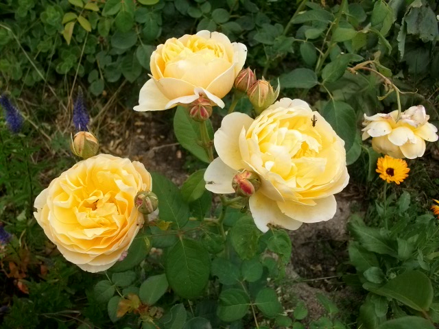 Roses jaunes Juin_028