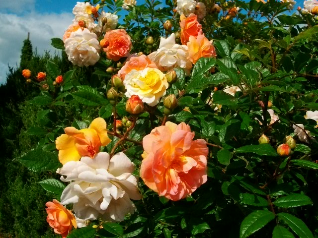 les roses d'ANcolie Juin_114