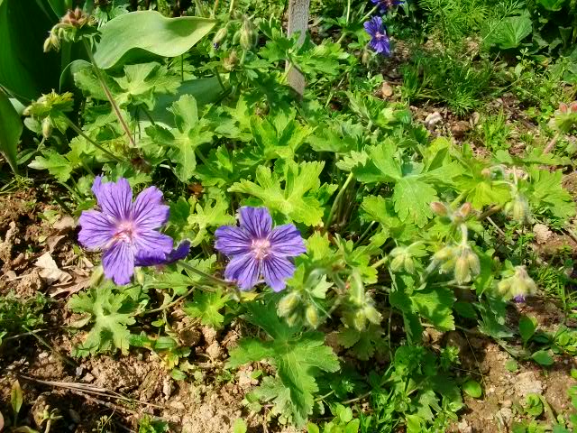 geranium de Lou  Mai_0119