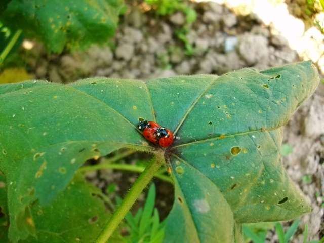 Quelques spécimens d'insectes Mai_0237