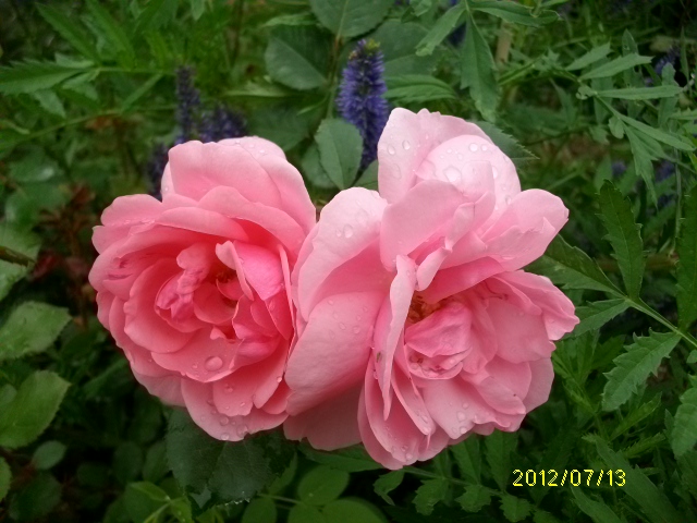 les roses d'ANcolie Milros10