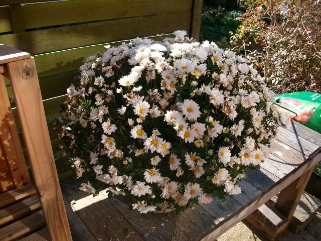 recup-cimetiere///Chrysanthemum et Senecio  Recup_10