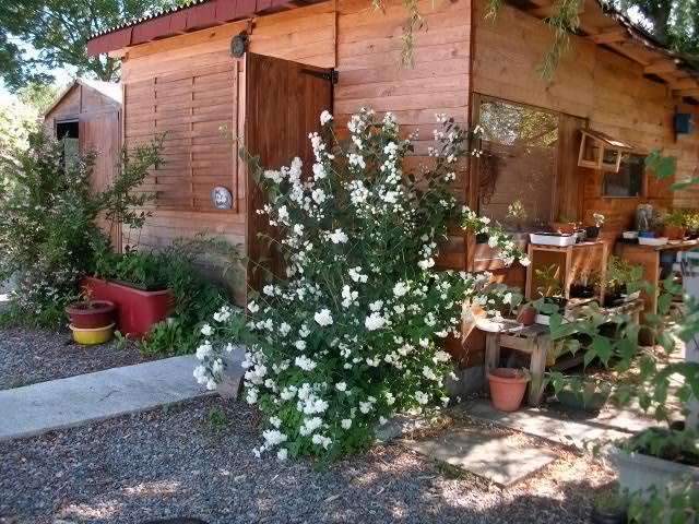 philadelphus Roses_23