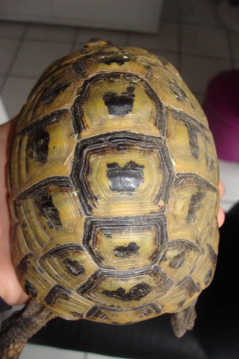 identifications tortues terrestres  Dsc02111