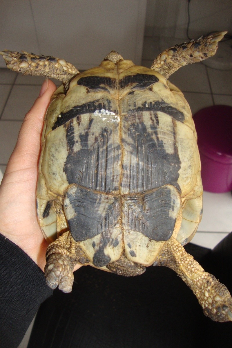 identifications tortues terrestres  Dsc02114