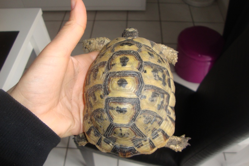 identifications tortues terrestres  Dsc02115