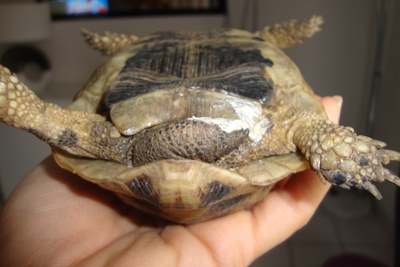 identifications tortues terrestres  Dsc02117