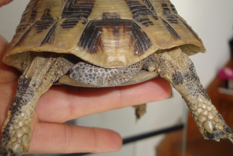 identifications tortues terrestres  Dsc02310