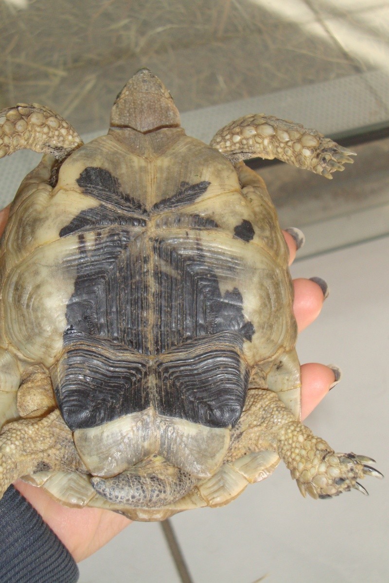 identifications tortues terrestres  Dsc02313