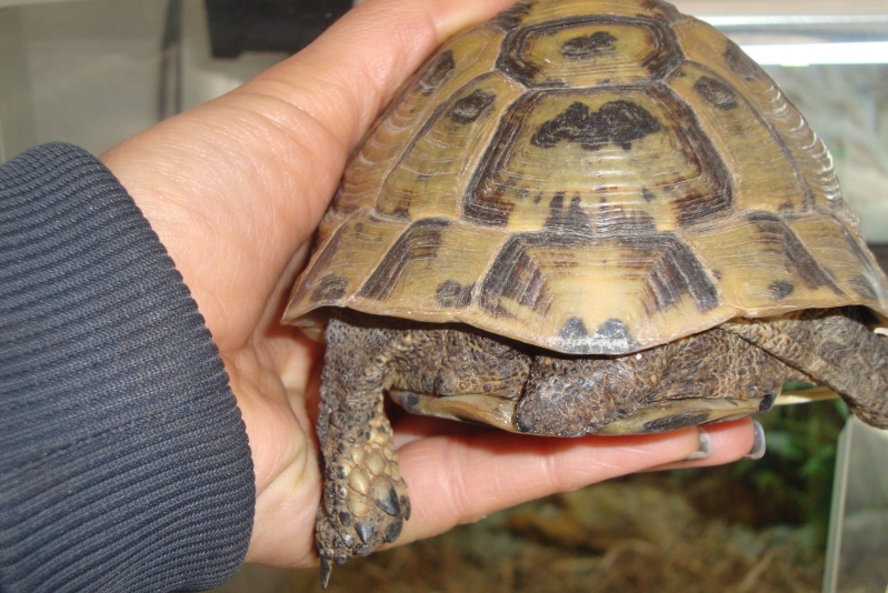 identifications tortues terrestres  Dsc02314