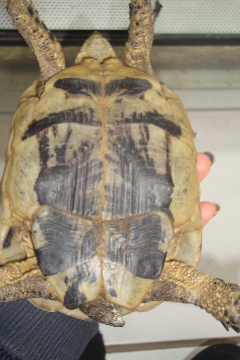 identifications tortues terrestres  Dsc02315