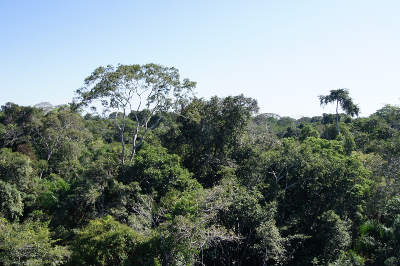 Canopée forêt amazonienne + déforestation et huile de palme  Dsc02510