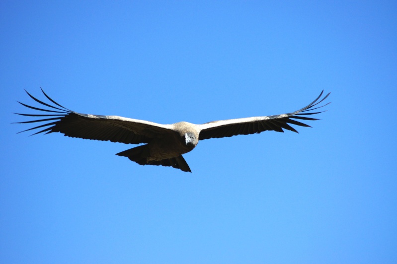 Vallée du Colca Sans_t49