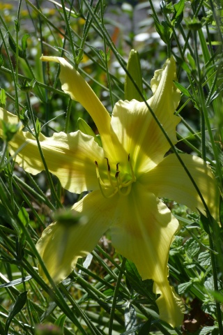 Hemerocallis -2011- !!! - Page 7 P1080311