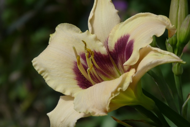 Hemerocallis..... saison  2012 !!! - Page 3 P1140611