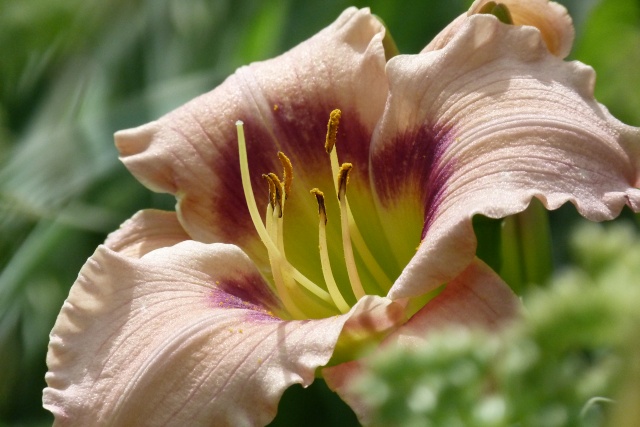 Hemerocallis..... saison  2012 !!! - Page 6 P1160713