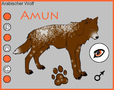 Meine Wölfe Amun-a11