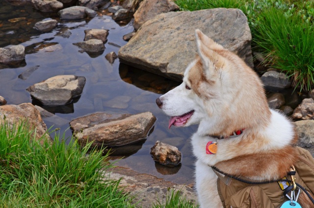 UPDATE on Ginger and Storm - The Mother of ALL Bones! - Page 6 47466610