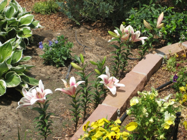 Claudia's home front Flower10
