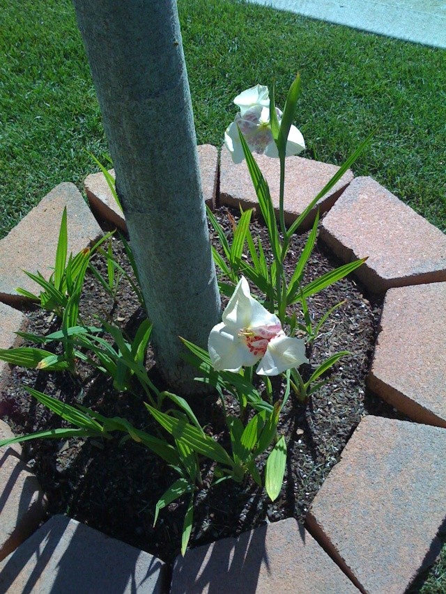 Claudia's home front - Page 2 Flower12
