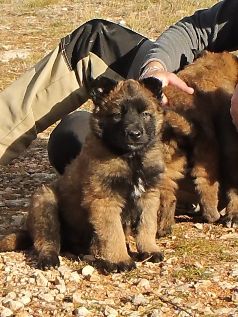 bébé tervueren Collie10