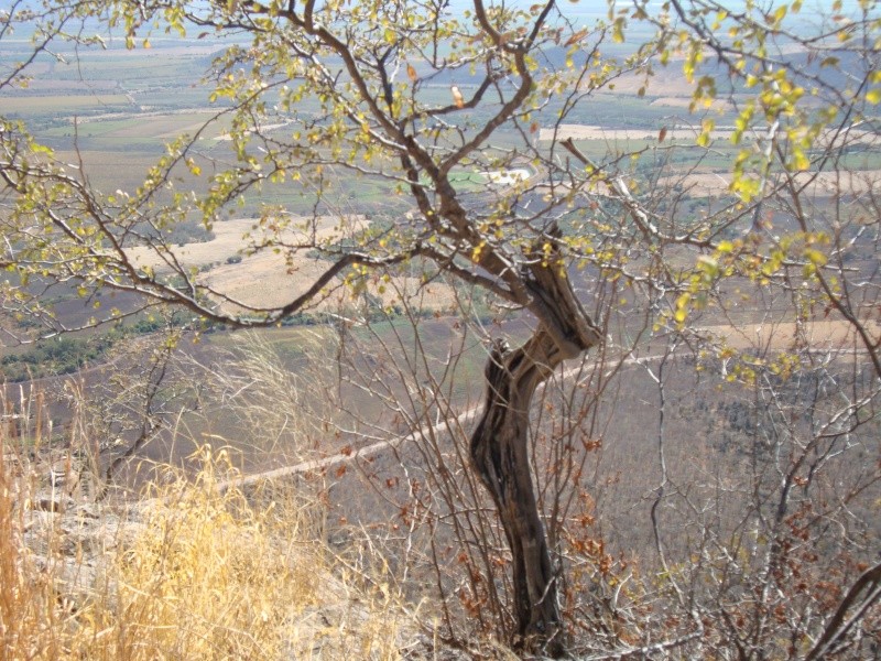 Inspirational Trees - Page 7 07810